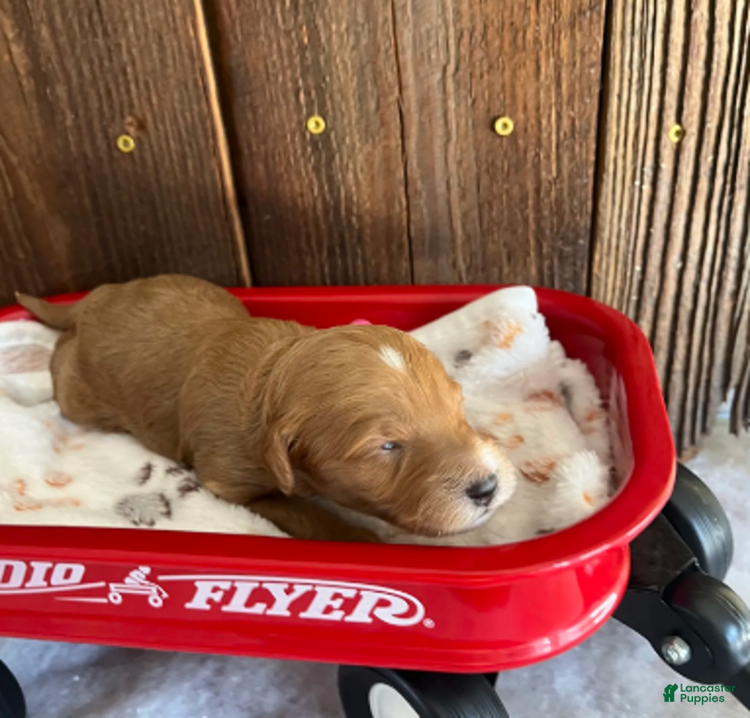 Mini Goldendoodle dogs for sale: Gravy - Ad 3