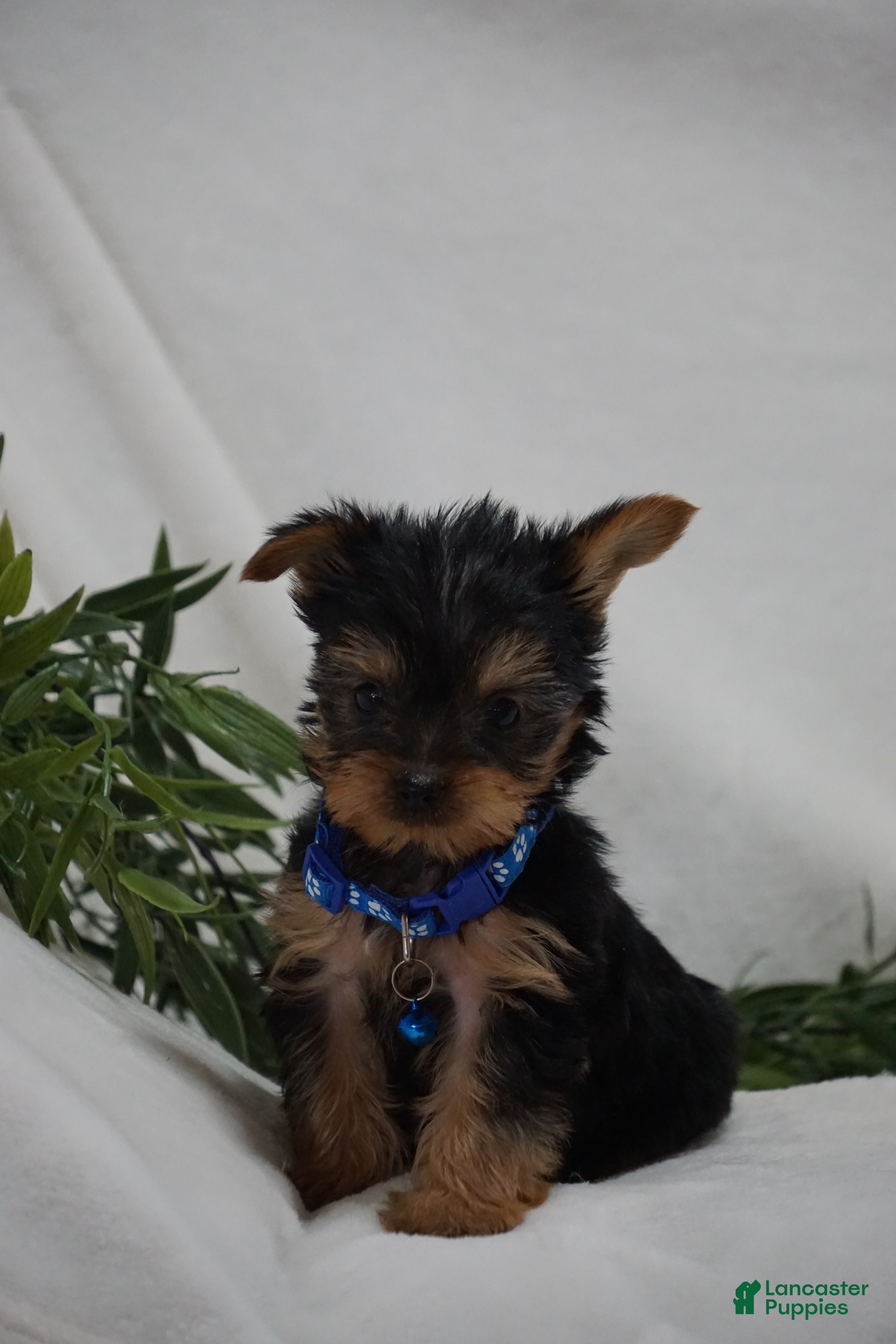 Yorkshire Terrier dogs Edge - Ad 2