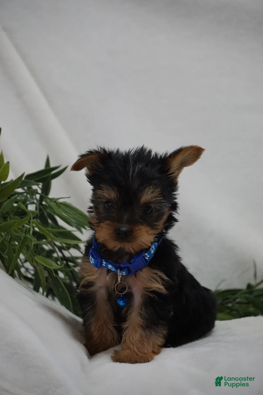Yorkshire Terrier dogs for sale: Edge - Ad 2