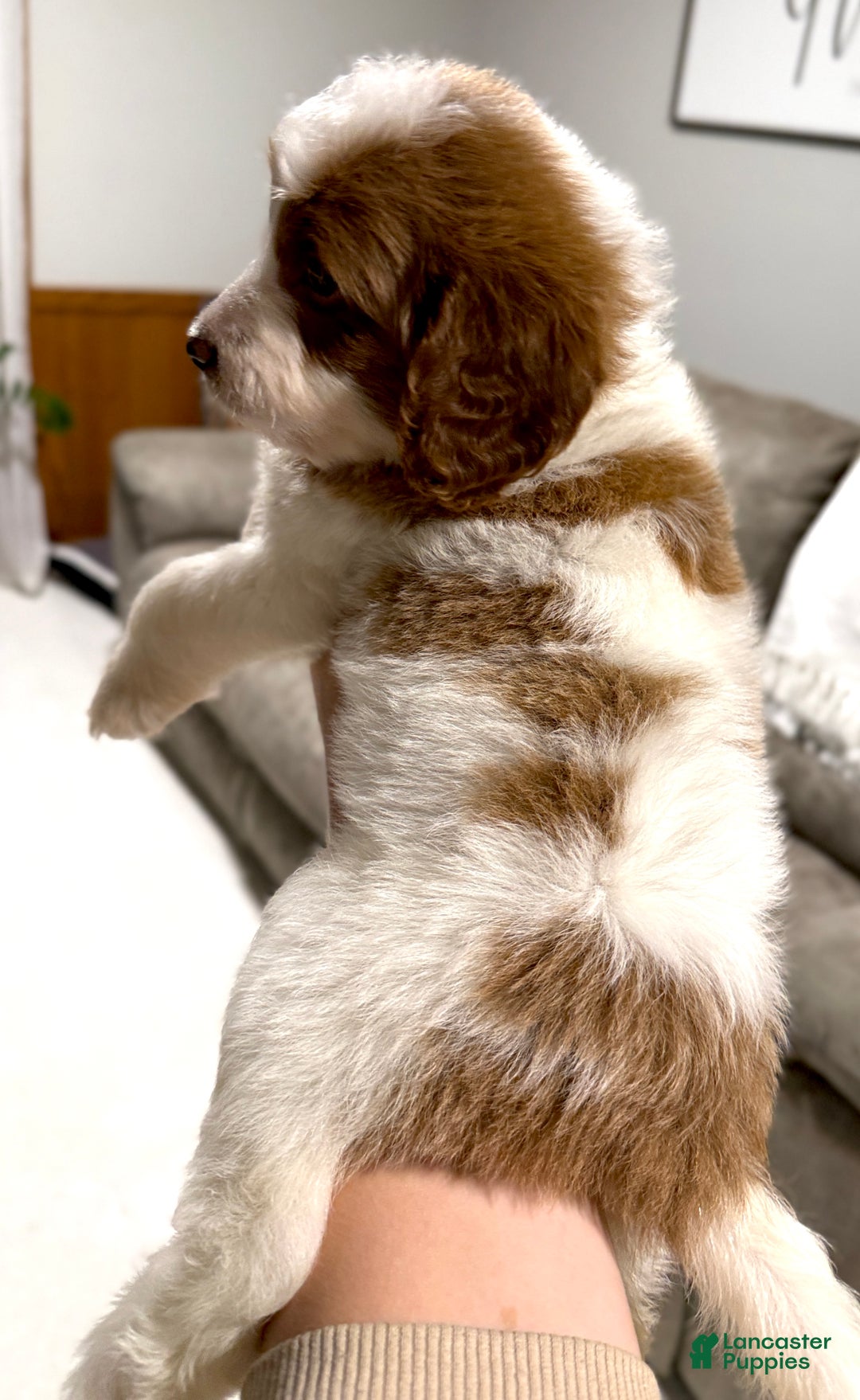 Goldendoodle dogs for sale: Piper - Ad 5