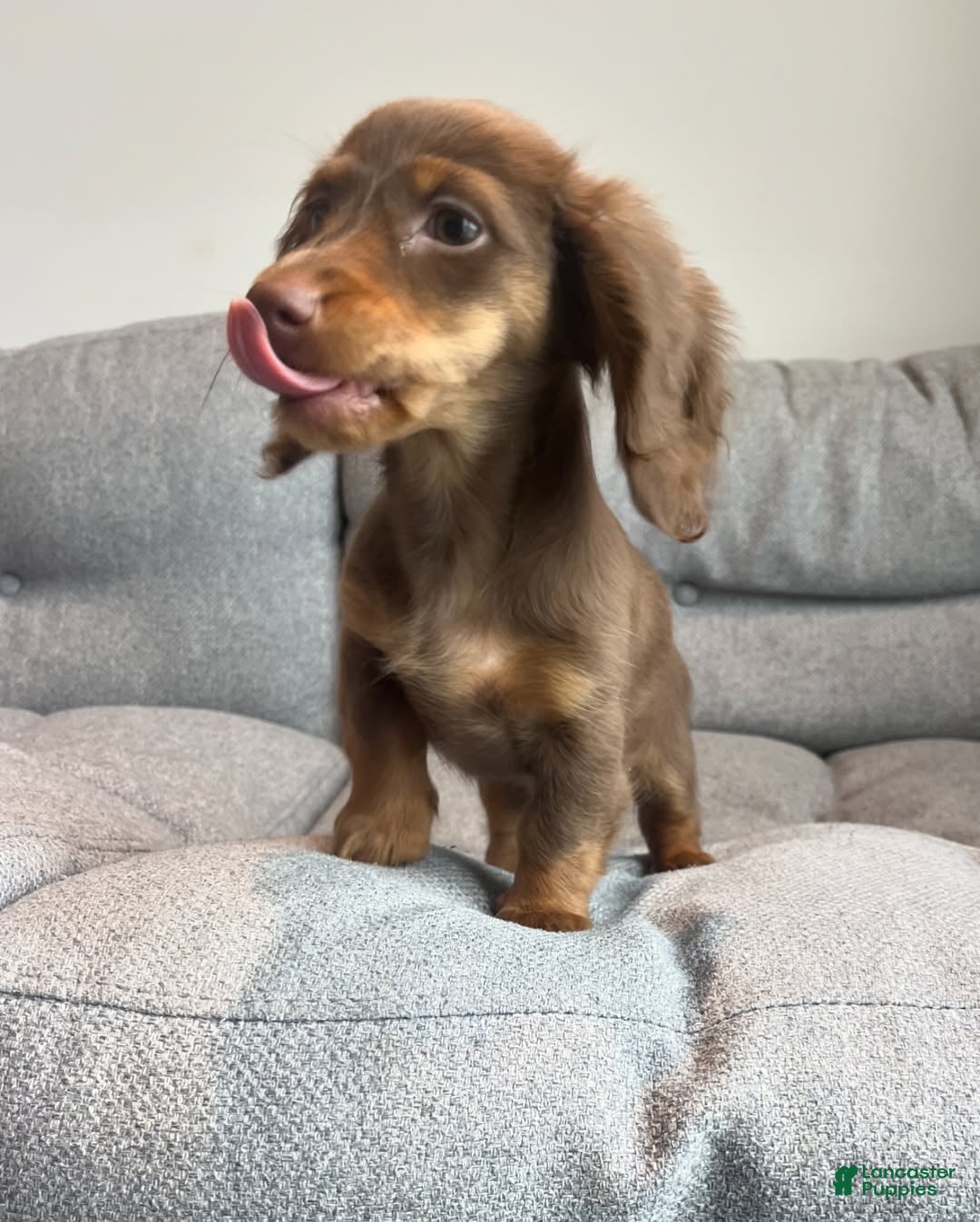 Miniature Dachshund dogs Miniature Dachshund Puppy 2 - Ad 22