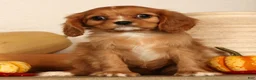 Cavalier King Charles Spaniel dogs for sale: Bella - Ad 6