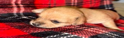 Mixed Breed dogs for sale: Goldie - Ad 2