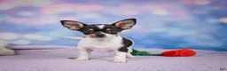 Chihuahua dogs for sale: OSA - Ad 12