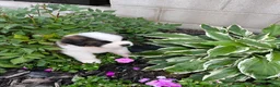Saint Bernard dogs for sale: Saint Bernard 7 - Ad 3