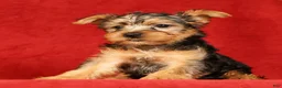 Yorkshire Terrier dogs for sale: Heather - Ad 5