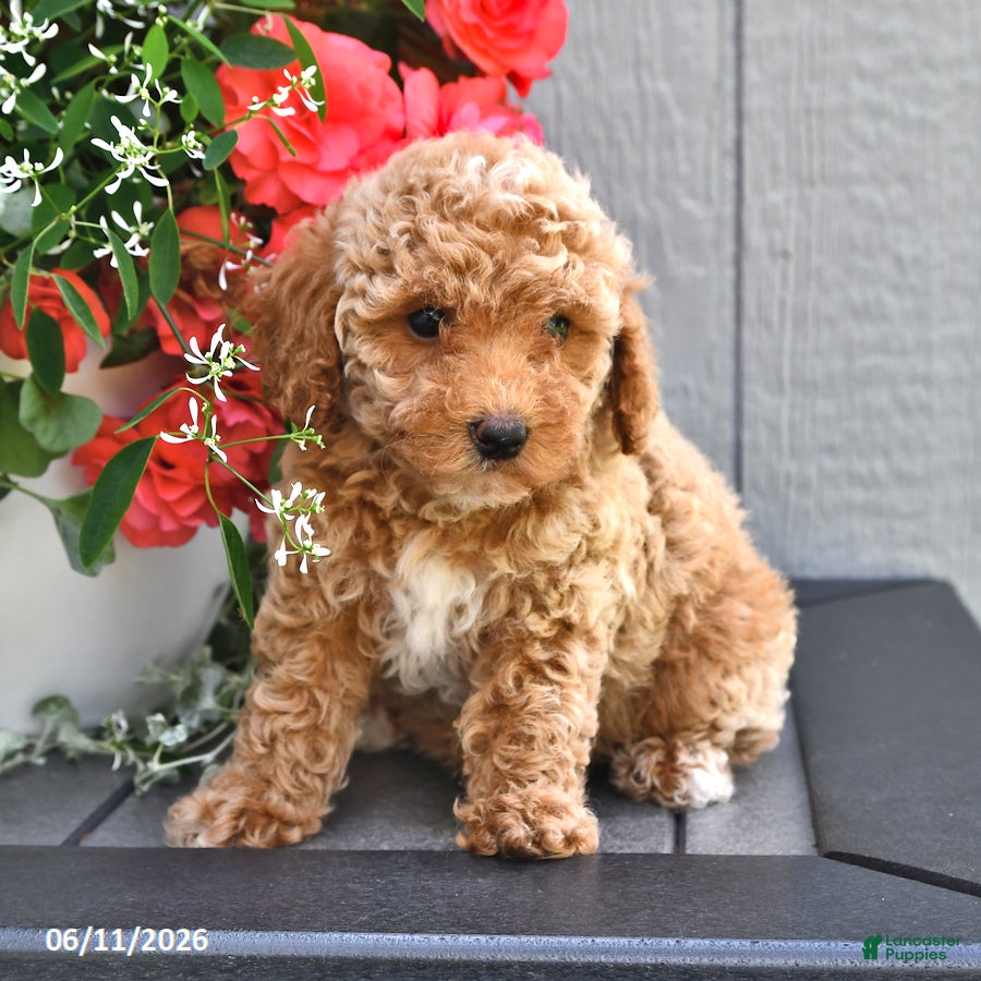 Miniature Poodle dogs Sage - Ad 2