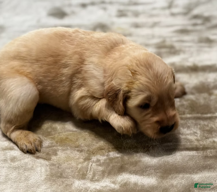 Golden Retriever dogs 2089 orange collar - Ad 17