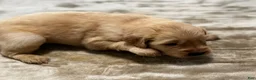 Golden Retriever dogs for sale: 2089 orange collar - Ad 1