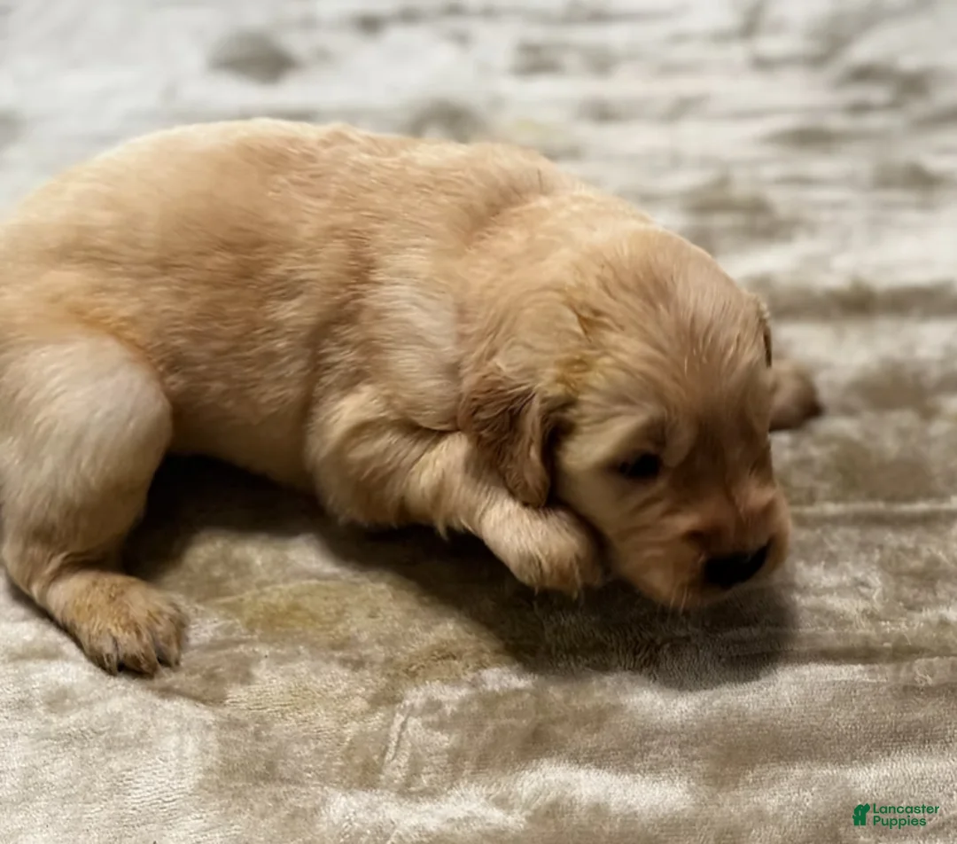 Golden Retriever dogs for sale: 2089 orange collar - Ad 1