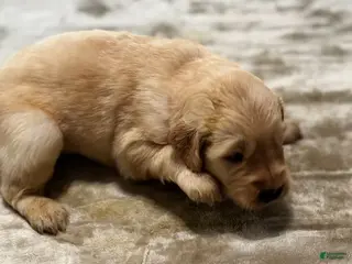 Golden Retriever dogs 2089 orange collar - Ad 30
