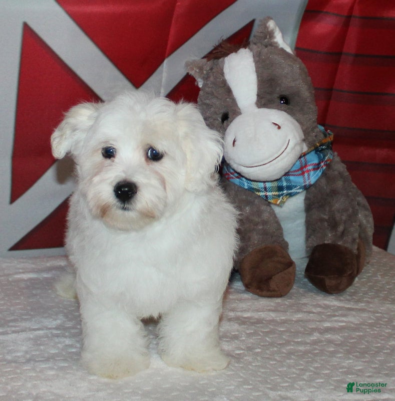 Havanese dogs Lyon - Ad 7