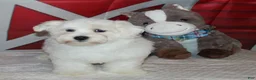 Havanese dogs for sale: Lyon - Ad 1