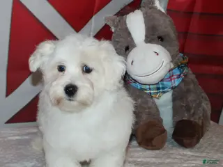 Havanese dogs Lyon - Ad 7