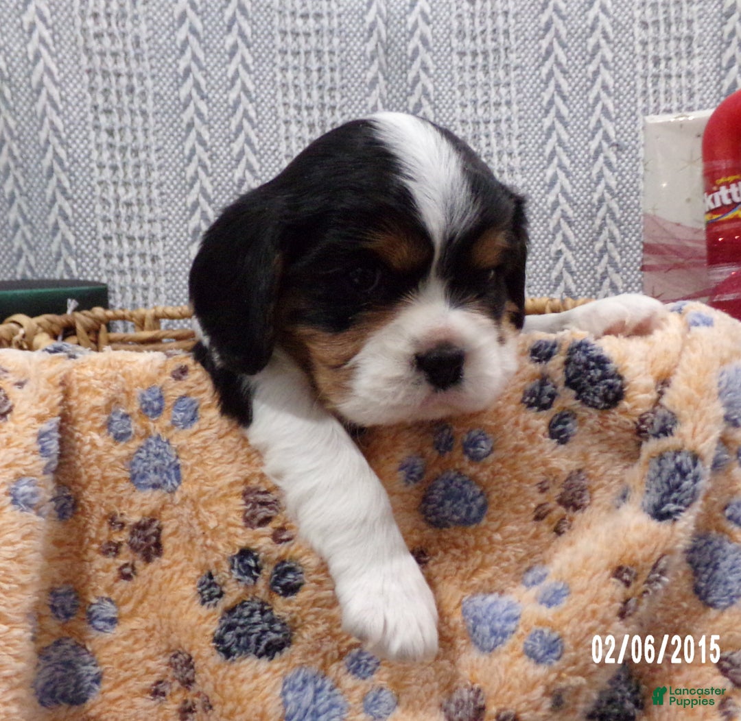 Cavalier King Charles Spaniel dogs for sale: Cavalier King Charles Spaniel Puppy 1 - Ad 6