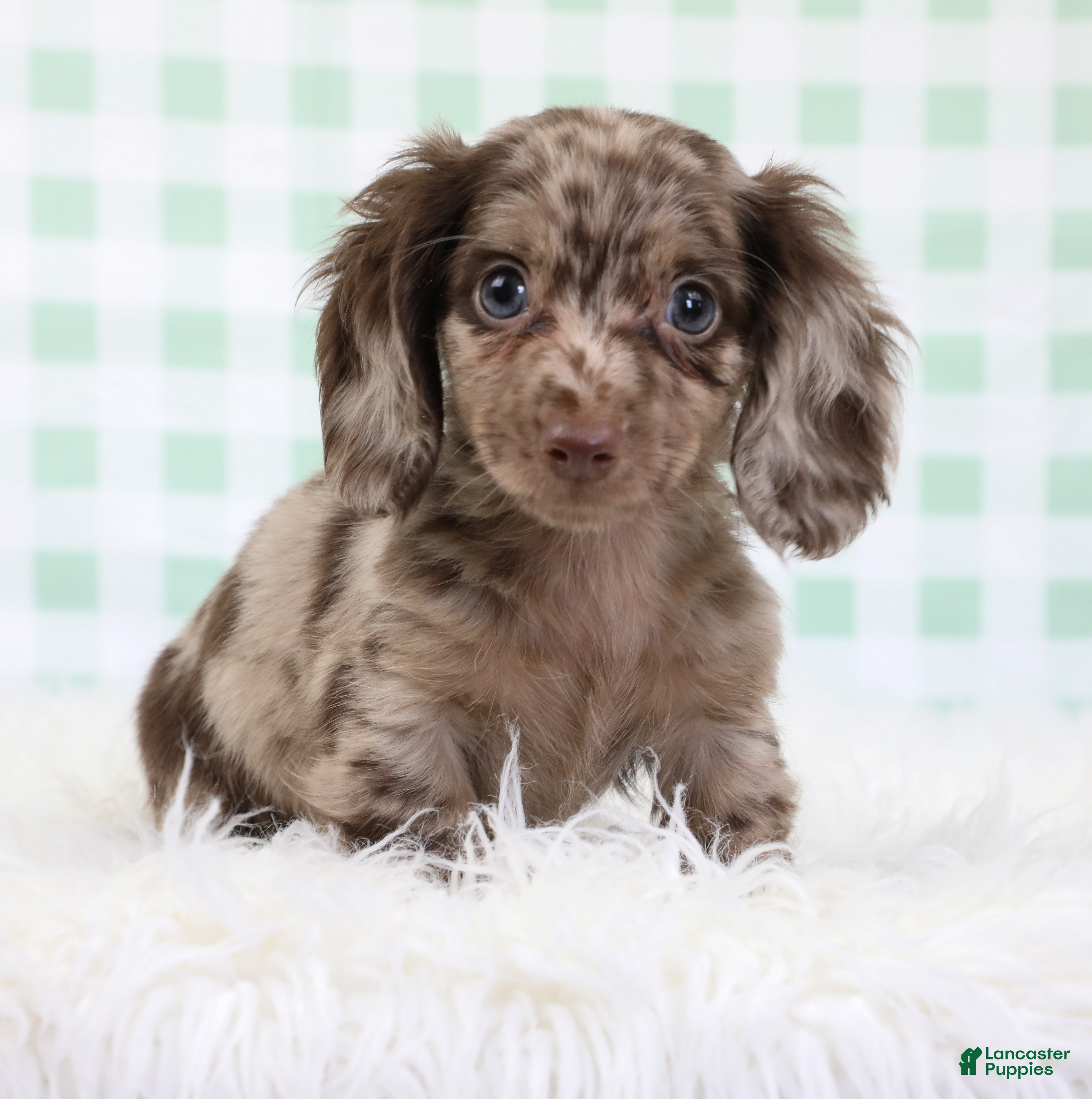 Miniature Dachshund dogs Théo 🥝 - Ad 1