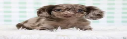 Miniature Dachshund dogs for sale: Théo 🥝 - Ad 1