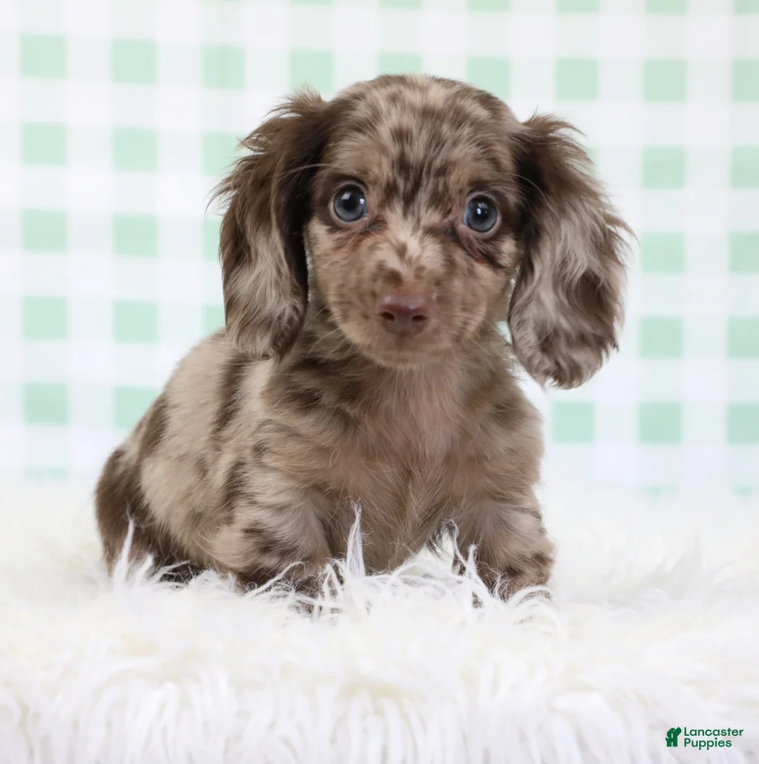 Miniature Dachshund dogs for sale: Théo 🥝 - Ad 1