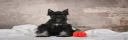 Miniature Schnauzer dogs for sale: MIDNIGHT - Ad 9