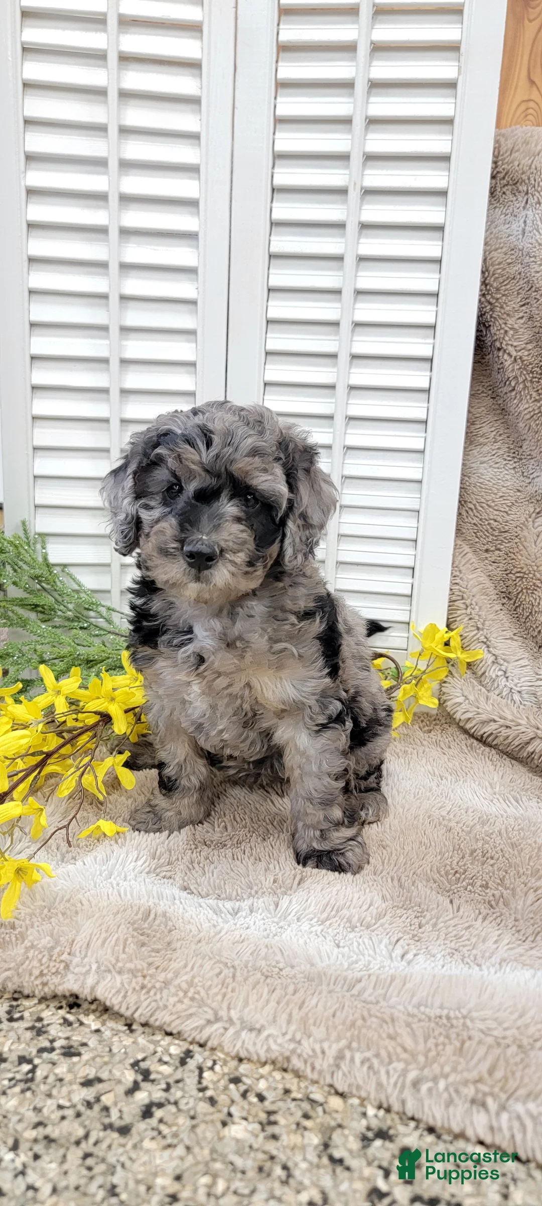 Cockapoo dogs for sale: Jamie - Ad 8