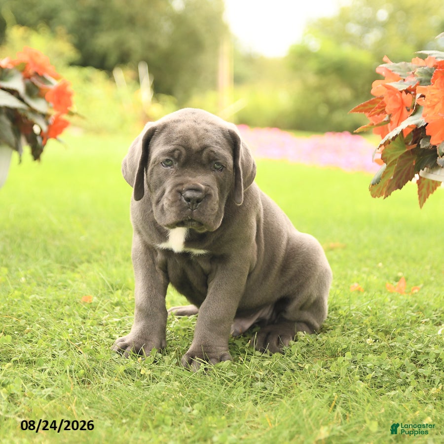 Cane Corso dogs Dakota - Ad 2