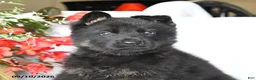 German Shepherd dogs for sale: Magnum - Ad 3