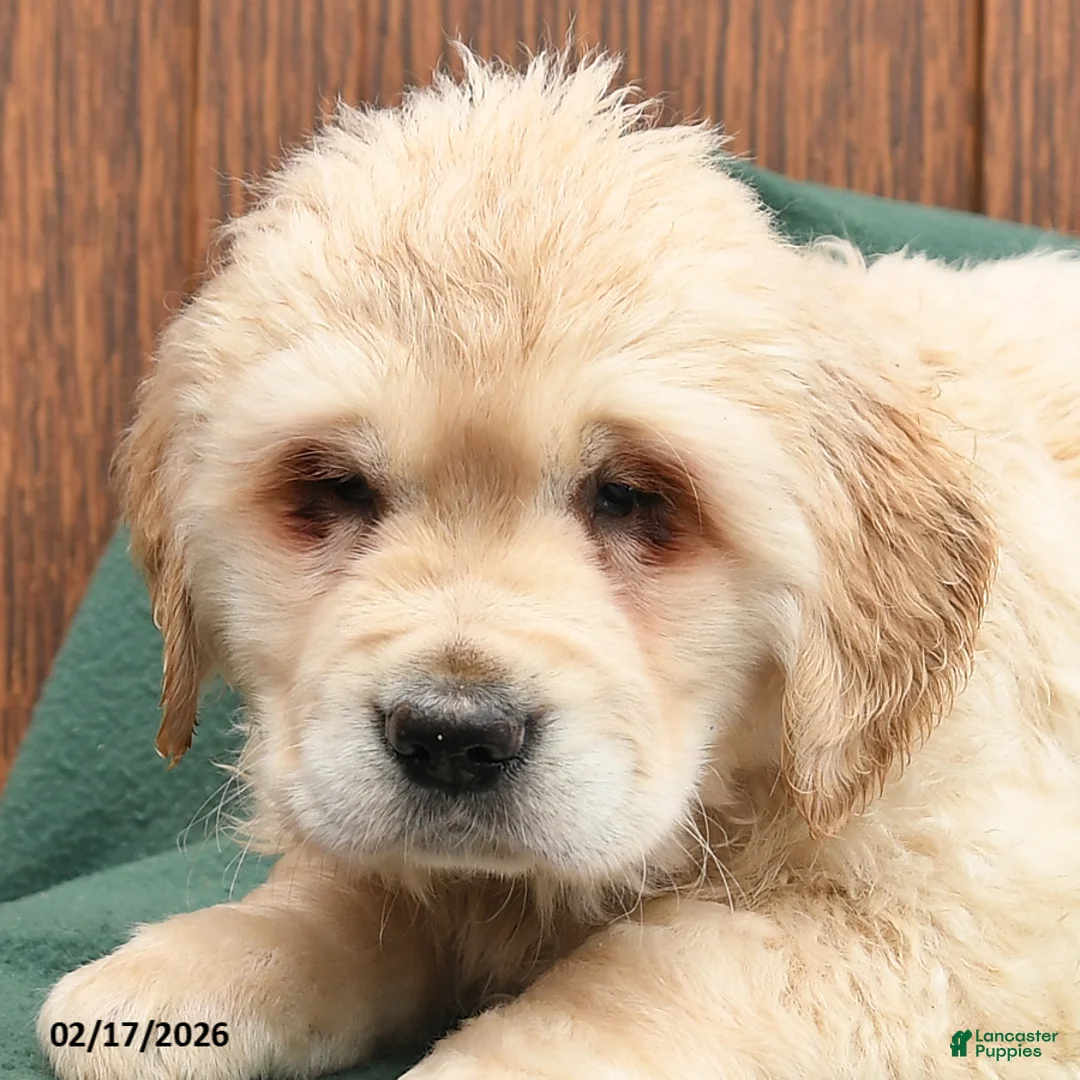 Golden Retriever dogs for sale: Bailey - Ad 3