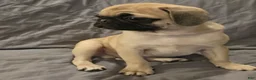 Pug dogs for sale: Pug Puppy 2 - Ad 4