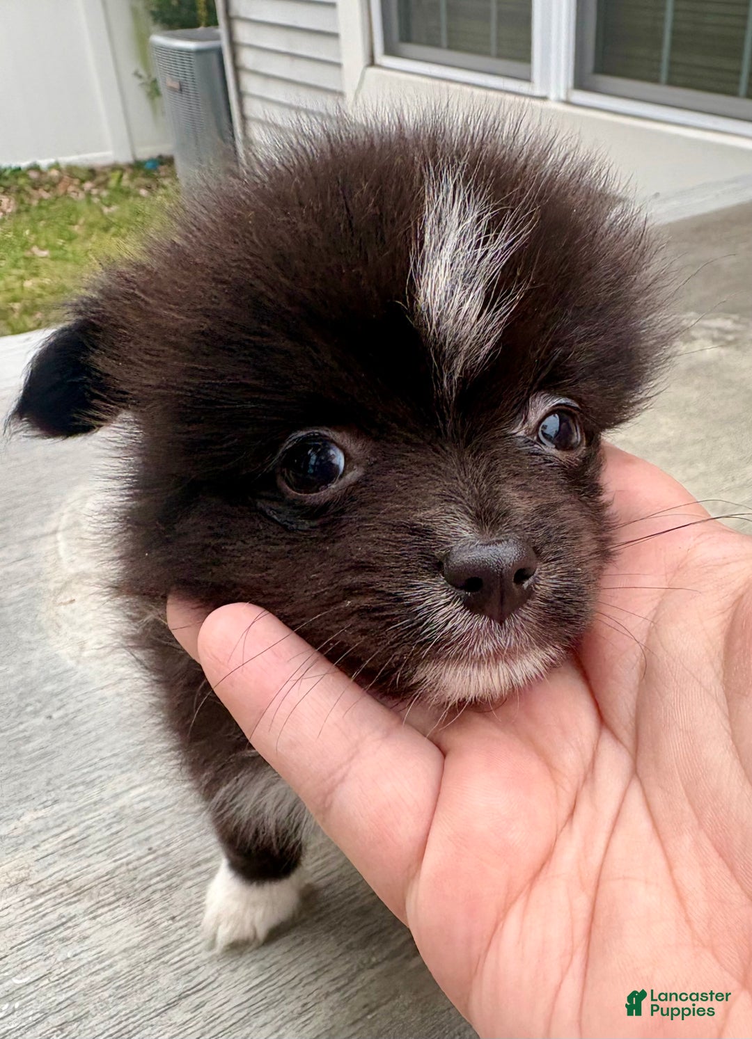 Mixed Breed dogs for sale: Archie - Ad 8