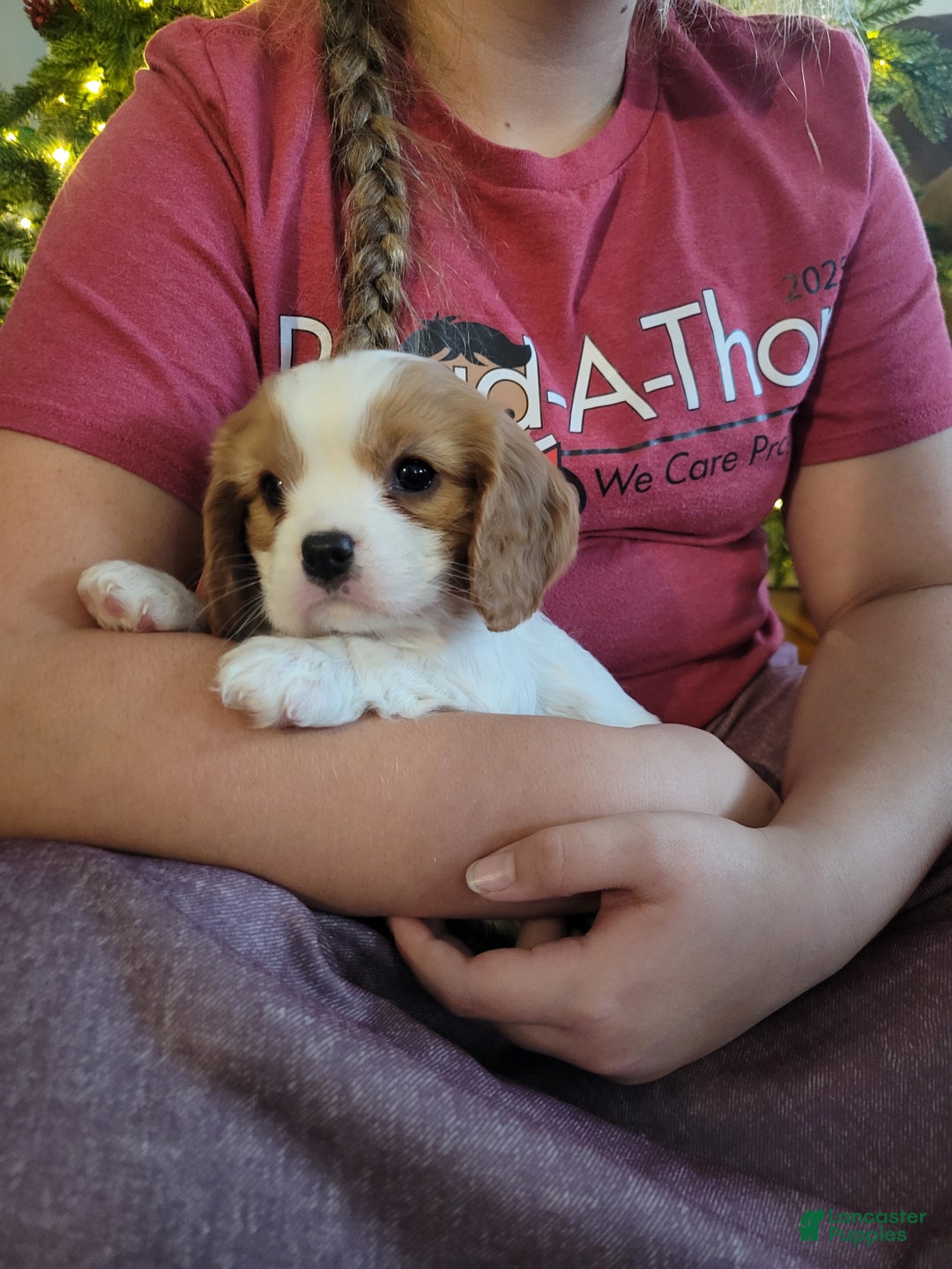 Cavalier King Charles Spaniel dogs for sale: Bryce - Ad 6