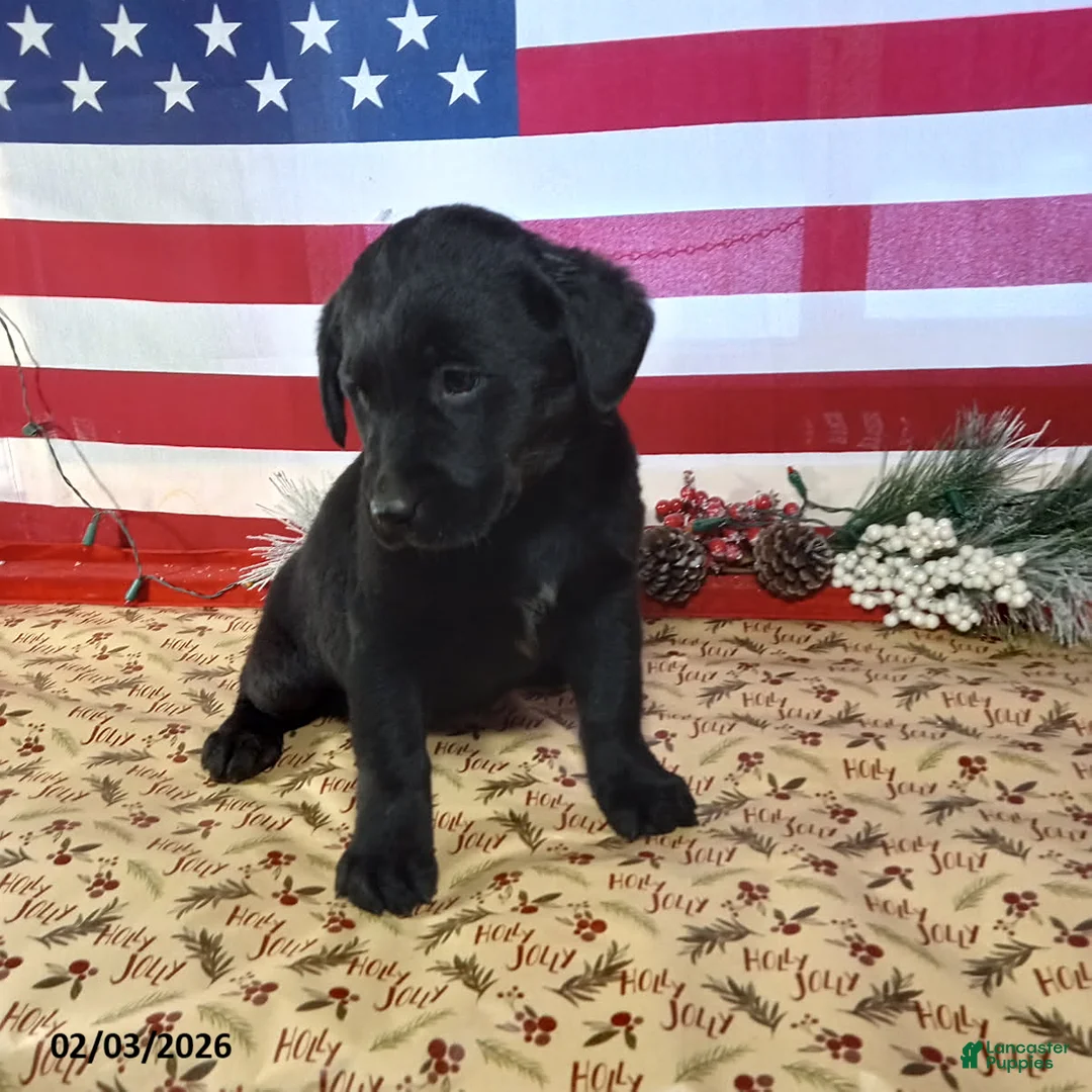 Mixed Breed dogs for sale: Brenda - Ad 3