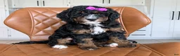 Mini Bernedoodle dogs for sale: Paisley - Ad 2