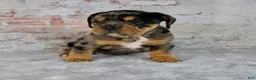 Beabull dogs for sale: Graham - Ad 8