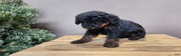 Mini Bernedoodle dogs for sale: Klaus - Ad 6