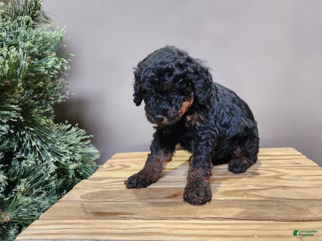 Mini Bernedoodle dogs for sale: Klaus - Ad 6