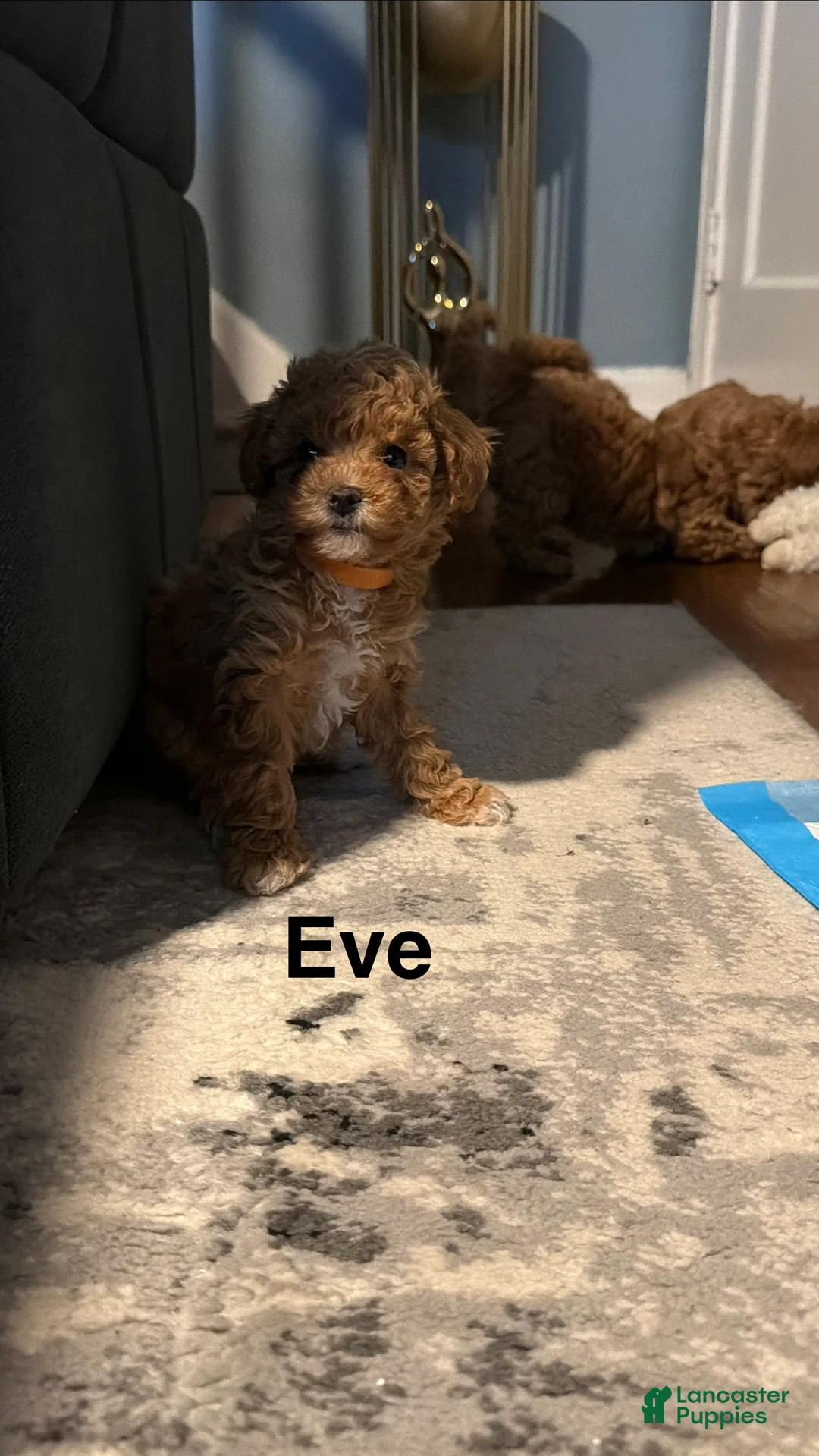 Miniature Poodle dogs for sale: Miniature Poodle Puppy 2 - Ad 2