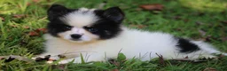 Pomsky dogs for sale: Minnie - Ad 5