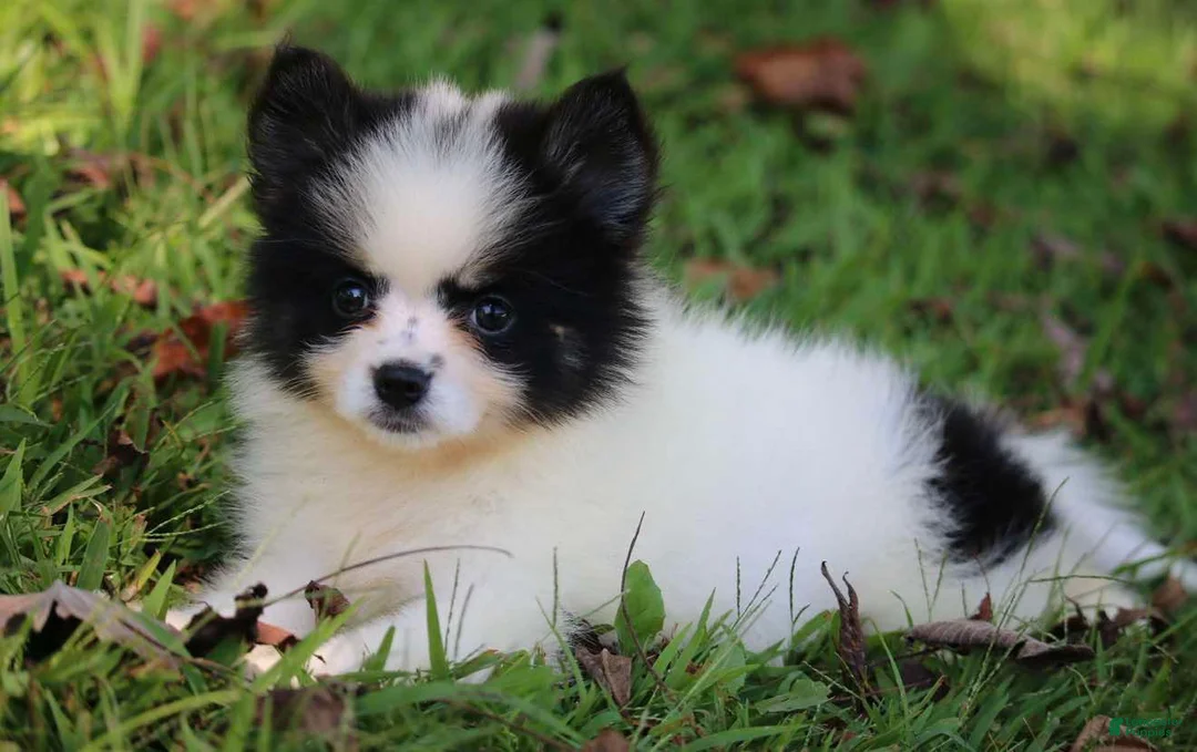 Pomsky dogs for sale: Minnie - Ad 5