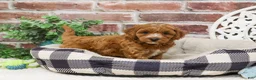 Cavapoo dogs for sale: Illius - Ad 4