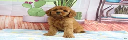 Mini Goldendoodle dogs for sale: Kona - Ad 4
