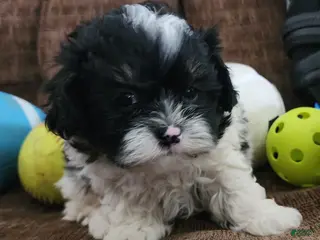 Shihpoo dogs IVAN - Ad 34