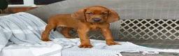Redbone Coonhound dogs for sale: Belle - Ad 5