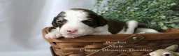 Bordoodle dogs for sale: Rocket - Ad 4