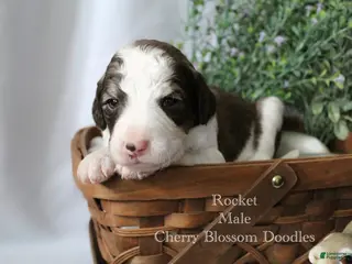 Bordoodle dogs Rocket - Ad 5