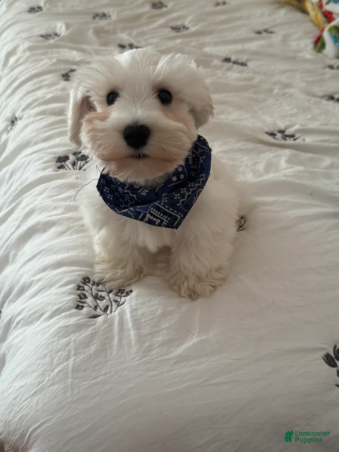 Miniature Schnauzer dogs for sale: Miniature Schnauzer Puppy 1 - Ad 2