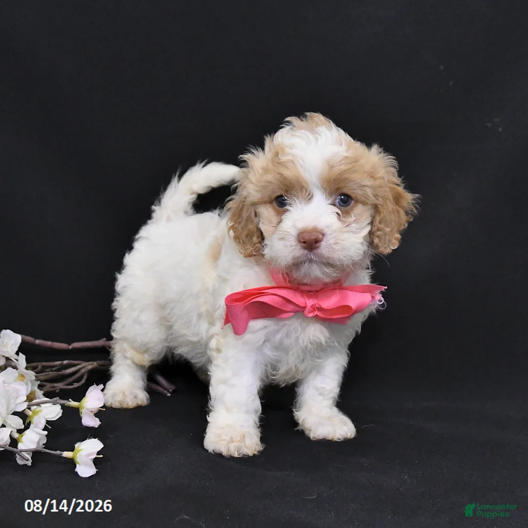 Cavapoo dogs for sale: Orchid - Ad 1