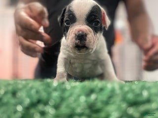 American Bully dogs American Bully Puppy 1 - Ad 7