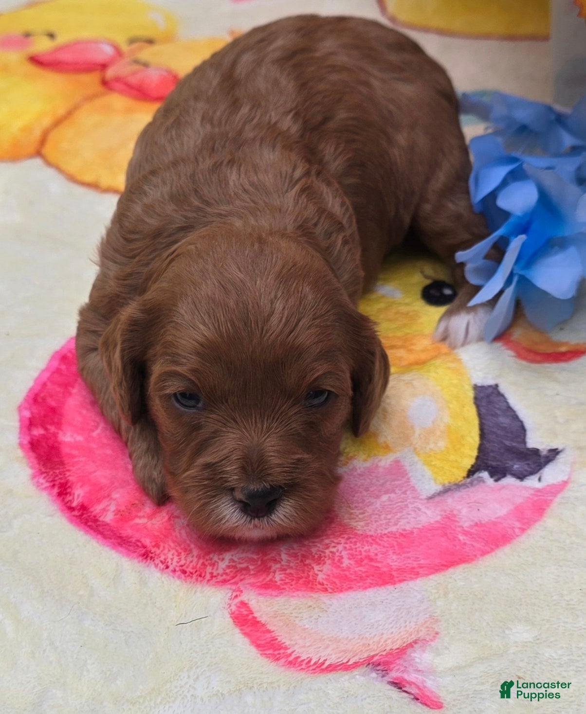 Cavapoo dogs Orca - Ad 25