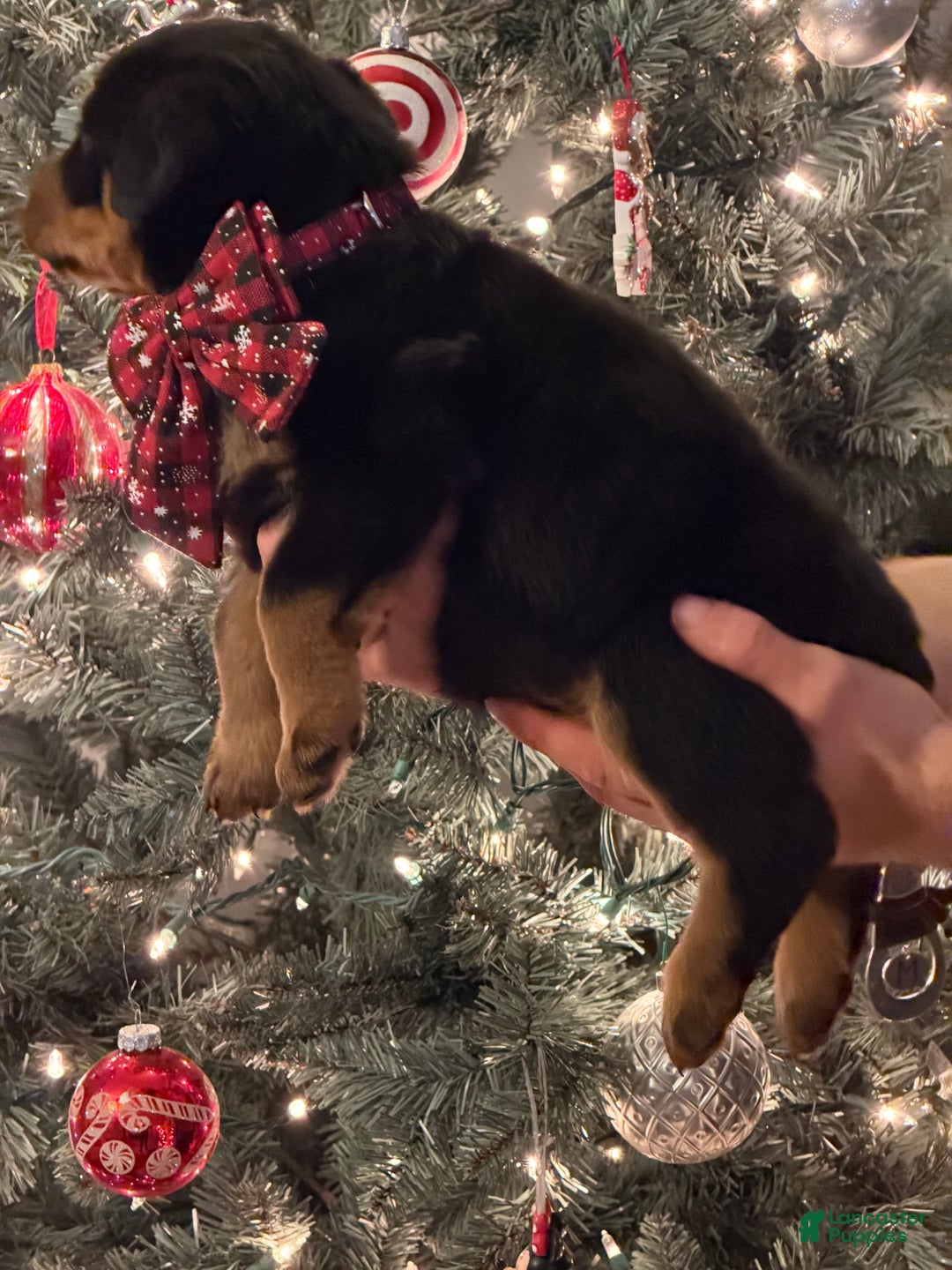 Rottweiler dogs for sale: Rottweiler Puppy 2 - Ad 2