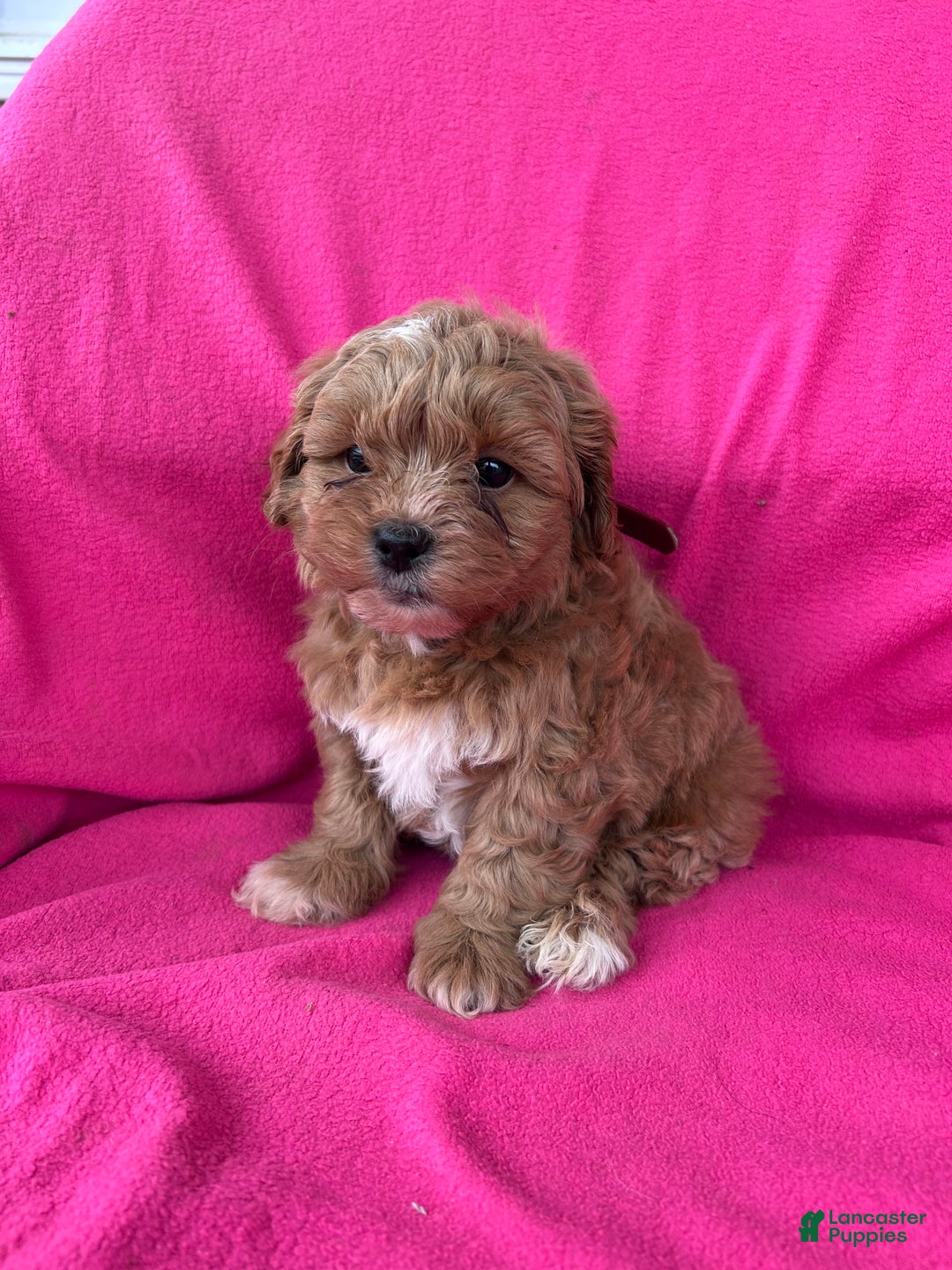 Shihpoo dogs for sale: MARLIE - Ad 3